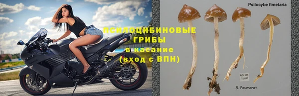 сатива Баксан